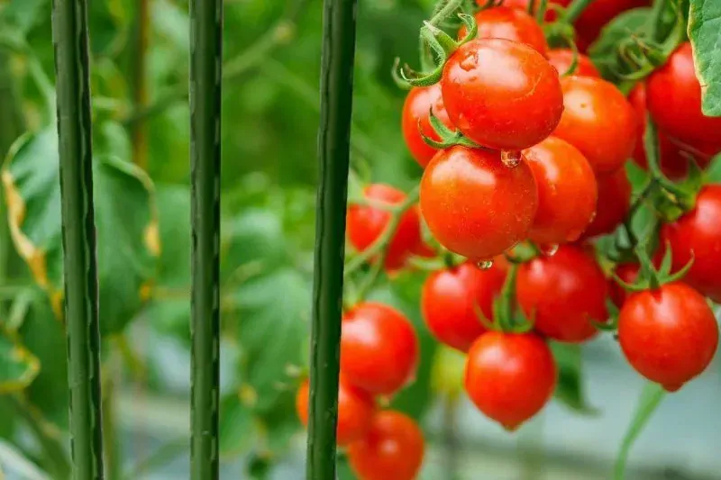 Garlist TG opěrná tyč rostlin 16 mm x 2,4 m